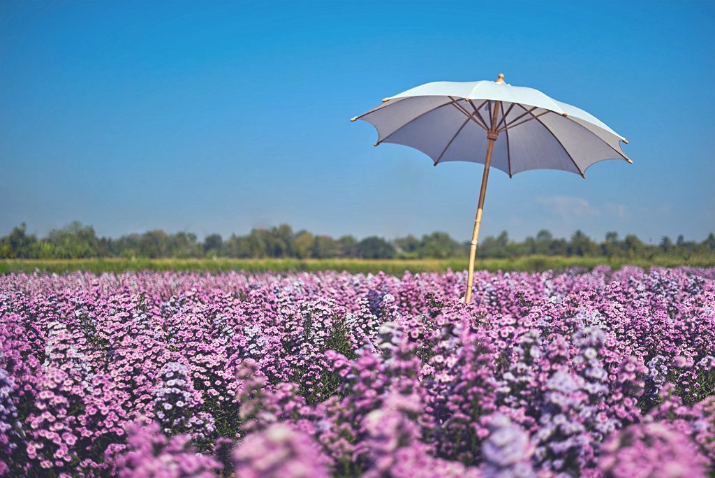 สวนดอกไม้แม่ริม 11 ที่เที่ยวเชียงใหม่ เที่ยวสุขใจใกล้ตัวเมืองไปกับ Welo E-Bike