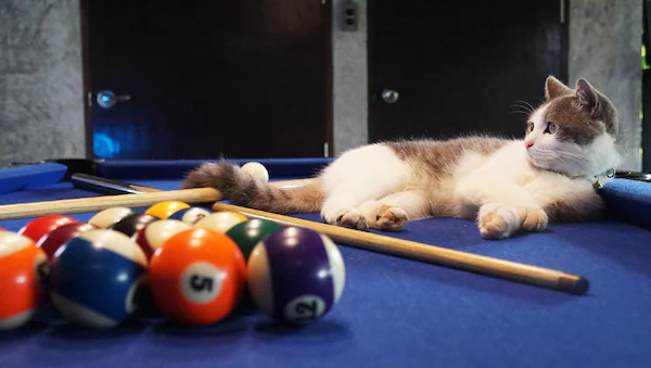 ร่ำไป ลอฟท์ ฮาบิแทต Welo E-Bike เอาใจคนรักสัตว์ โรงแรมที่เอาสัตว์เลี้ยงเข้าพักได้