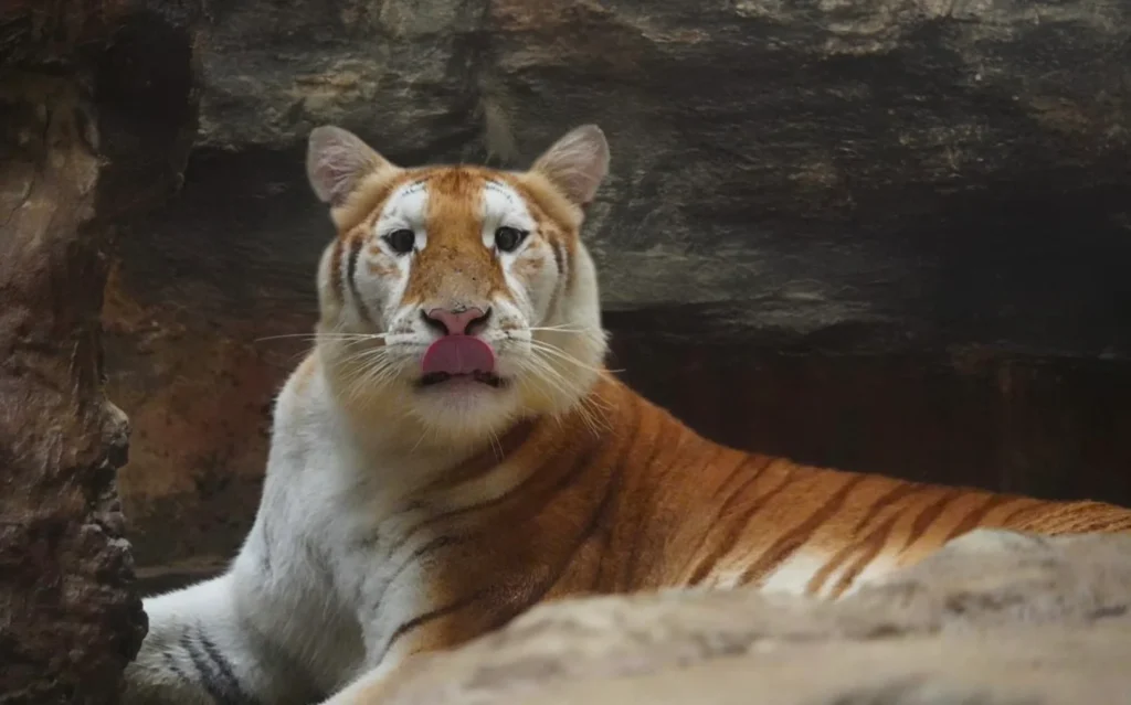 Welo E-Bike ชวนไปดูความน่ารักของน้องเอวา เสือแบ๊วไนท์ซาฟารี