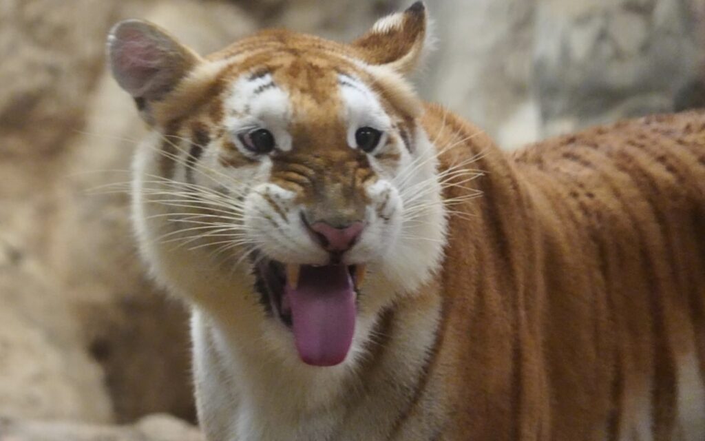 Welo E-Bike ชวนไปดูความน่ารักของน้องเอวา เสือแบ๊วไนท์ซาฟารี